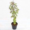Krishna Tulsi Plant, Holy Basil, Ocimum tenuiflorum (Black) - Plant